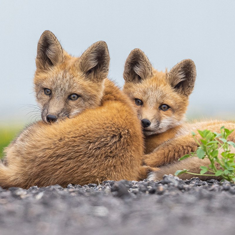 Beautiful baby foxes