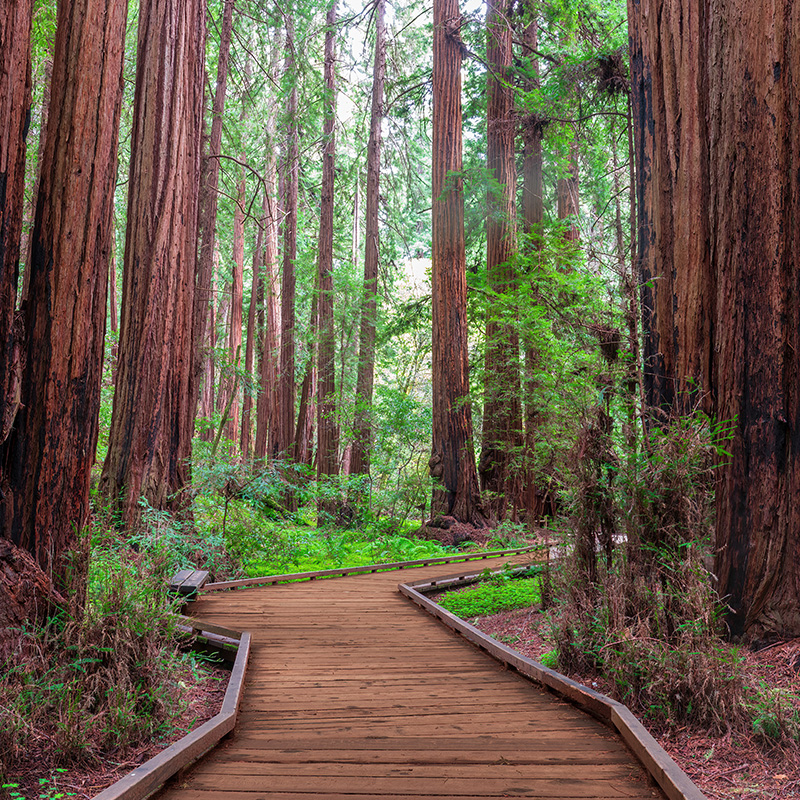 A redwood walkway.